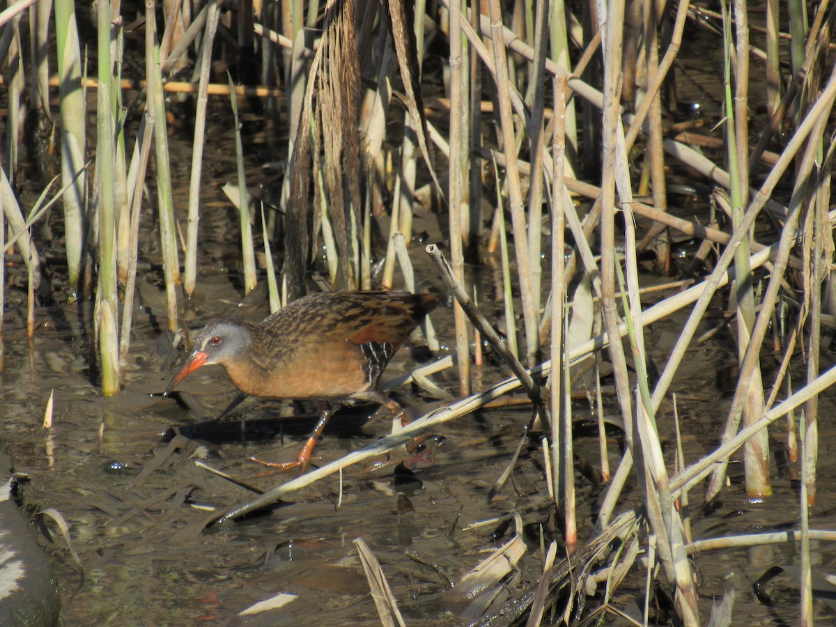 Virginia Rail - ML436544251