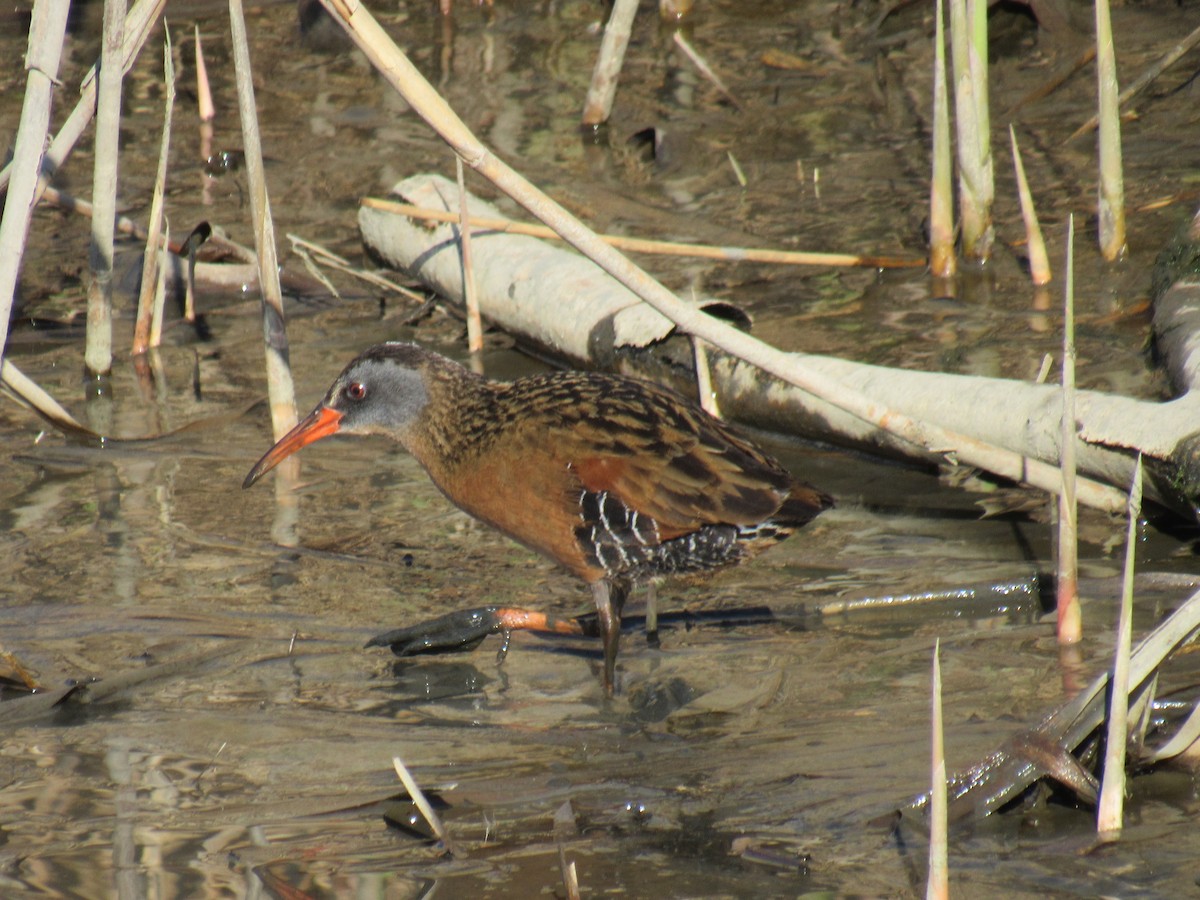 Virginia Rail - ML436544261