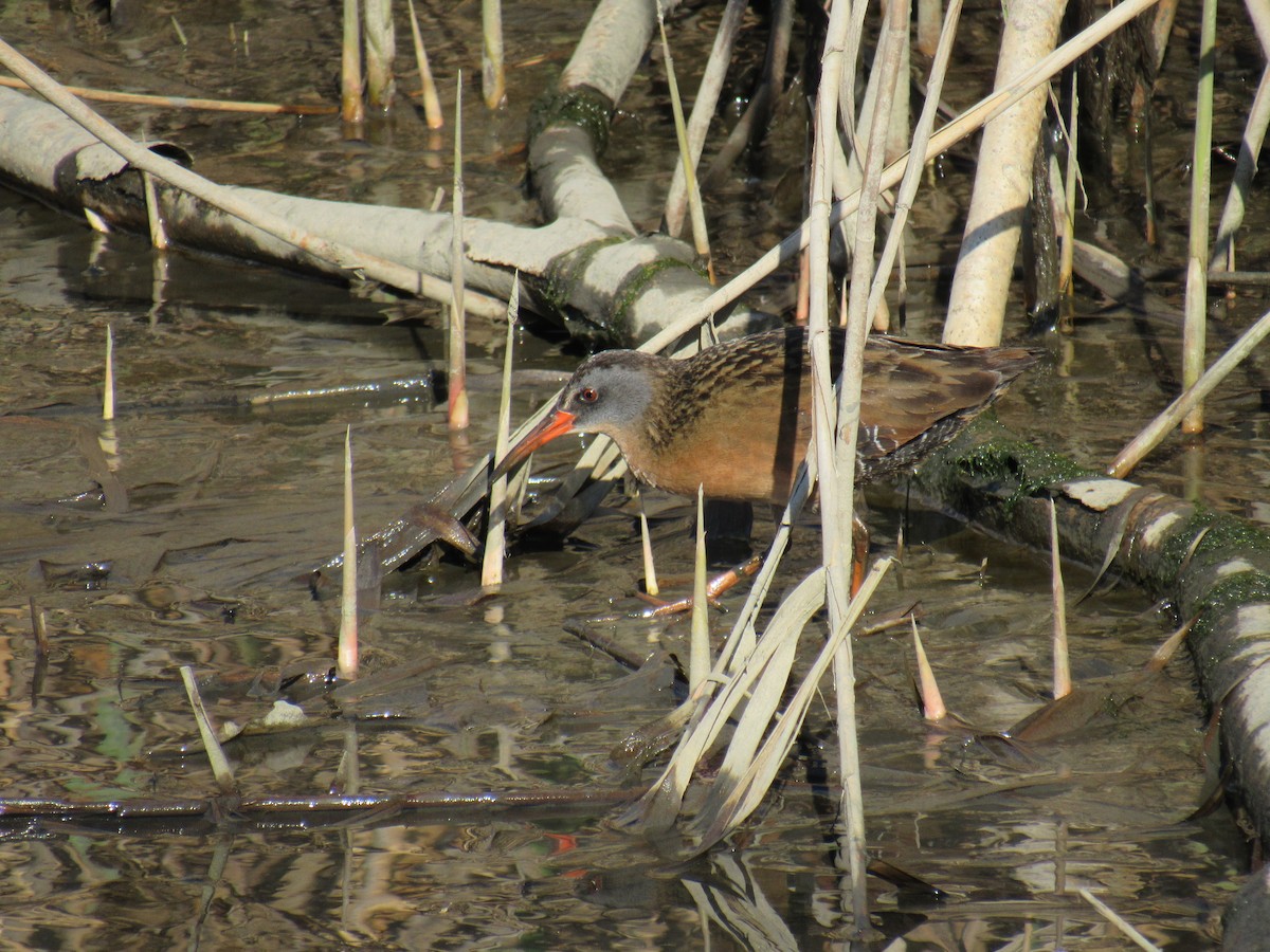 Virginia Rail - ML436544271