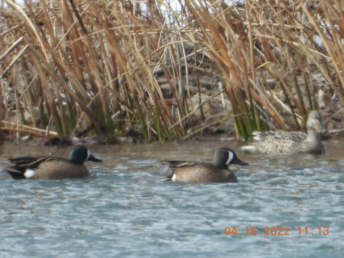 Blue-winged Teal - ML436544361