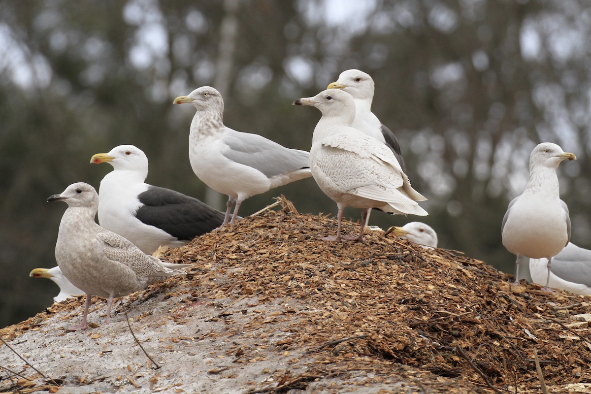 Glaucous Gull - ML43654441