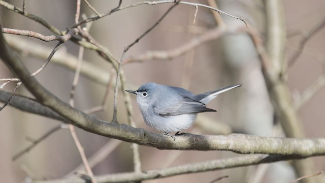 Комароловка сиза (підвид caerulea) - ML436544511