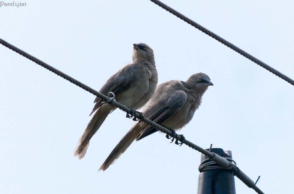 Large Gray Babbler - ML436544521