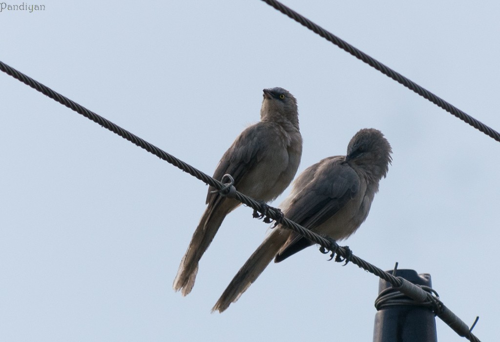 Large Gray Babbler - ML436544531