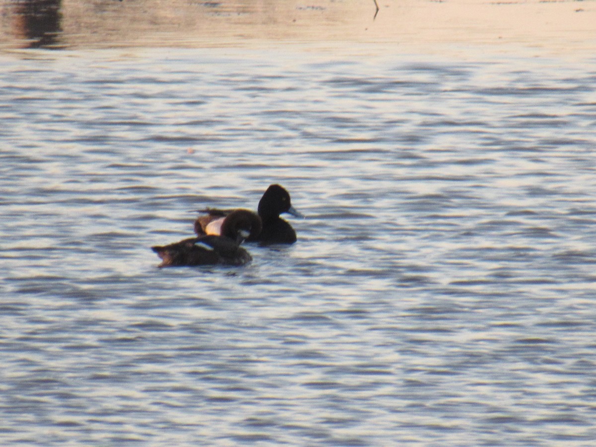 Lesser Scaup - ML436544711