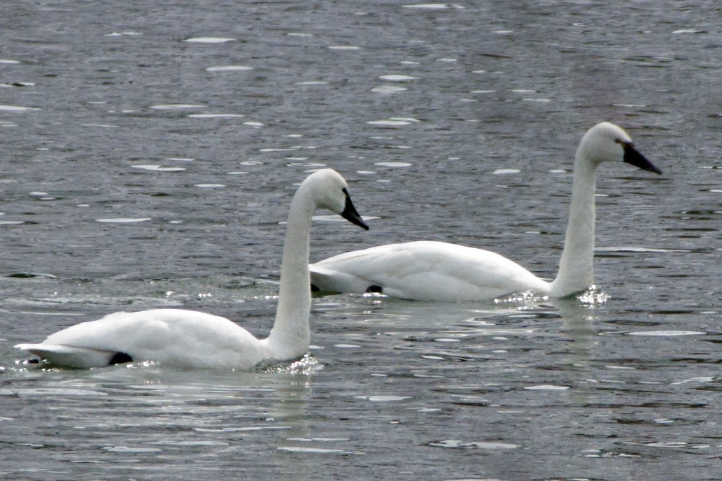 Tundra Swan - ML436545381