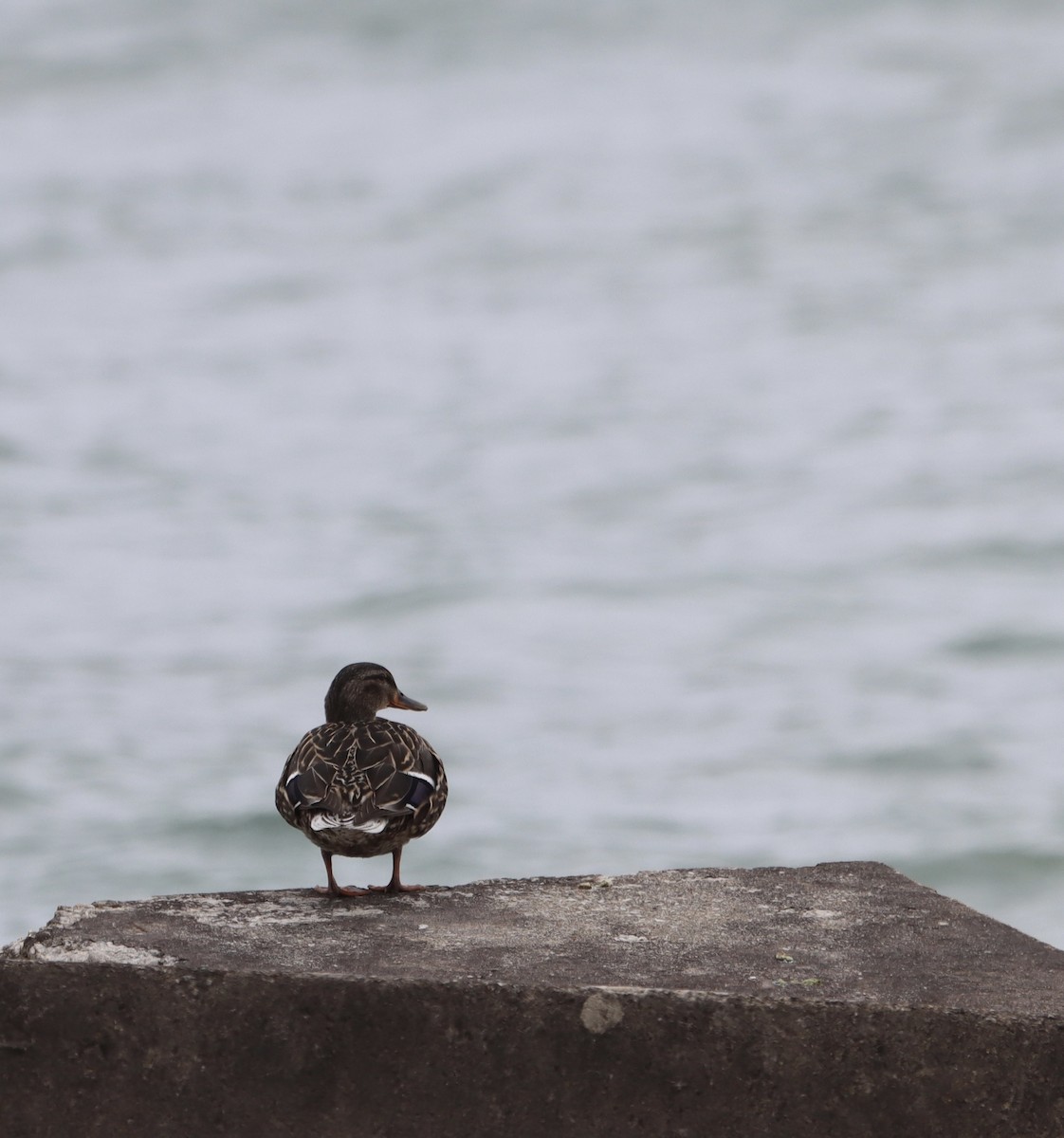 Canard colvert - ML436546841