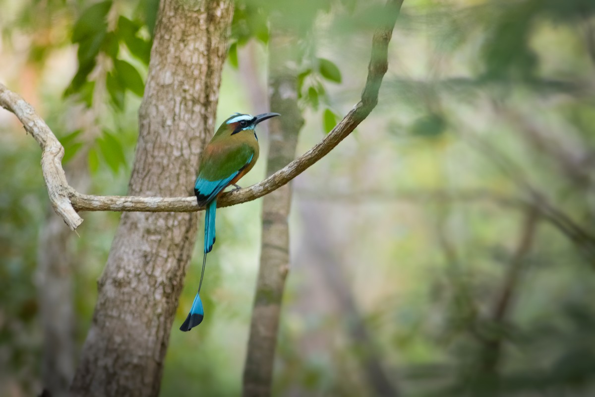 Turquoise-browed Motmot - Diego Solís Mina