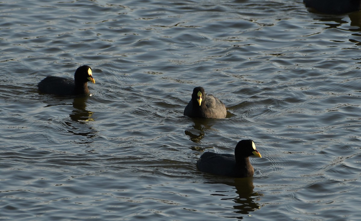 White-winged Coot - ML436547081