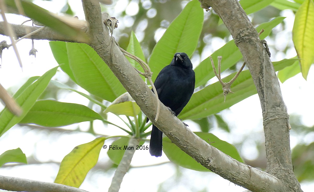 Scrub Blackbird - ML43654891