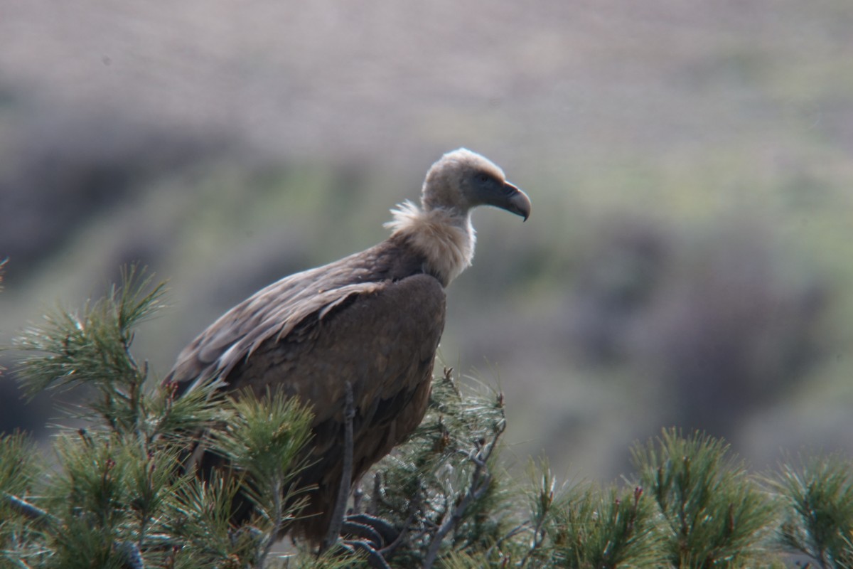 Eurasian Griffon - ML436549561