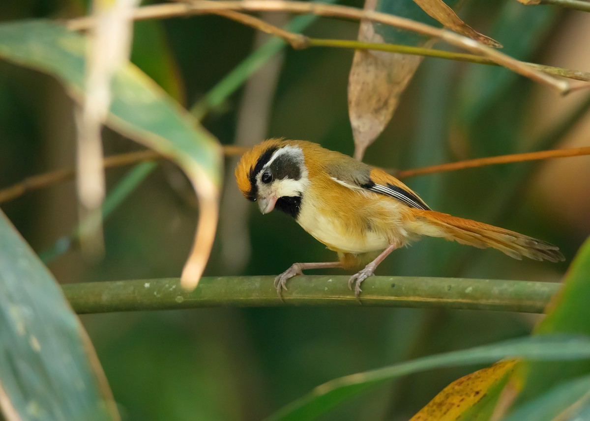 Black-throated Parrotbill (Black-eared) - ML436549751