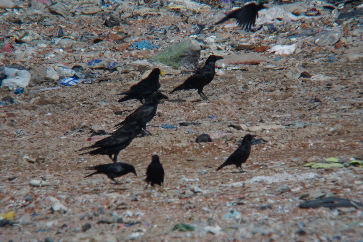 Common Raven - ML436549951