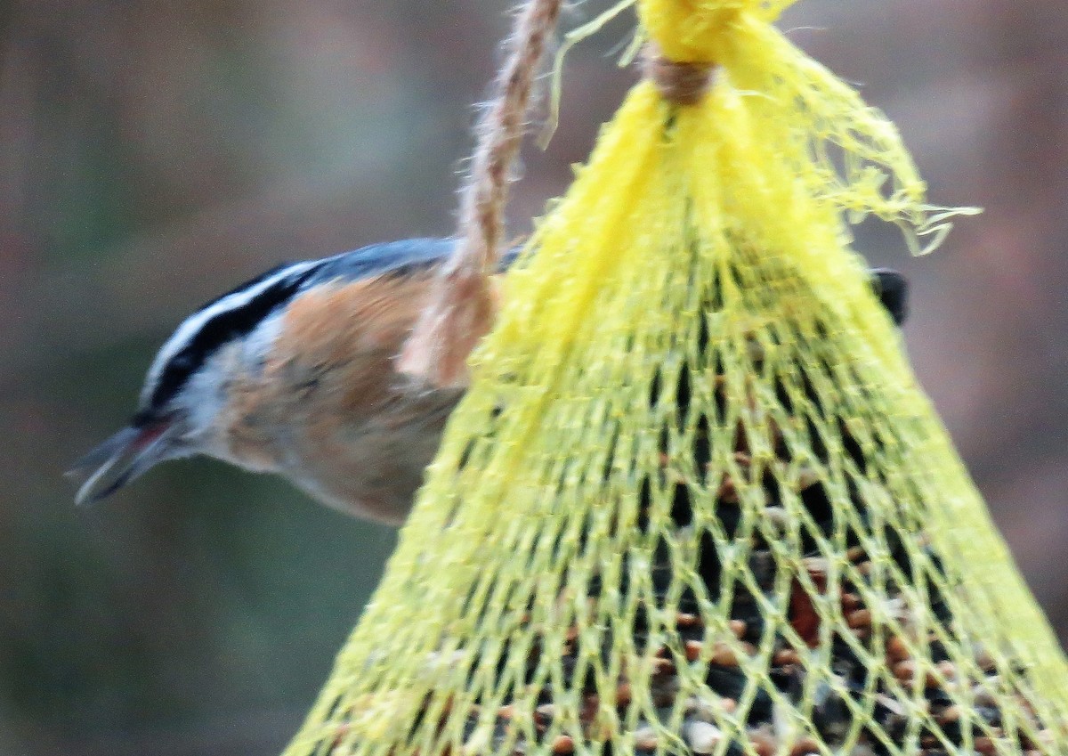 Red-breasted Nuthatch - Pat McKay