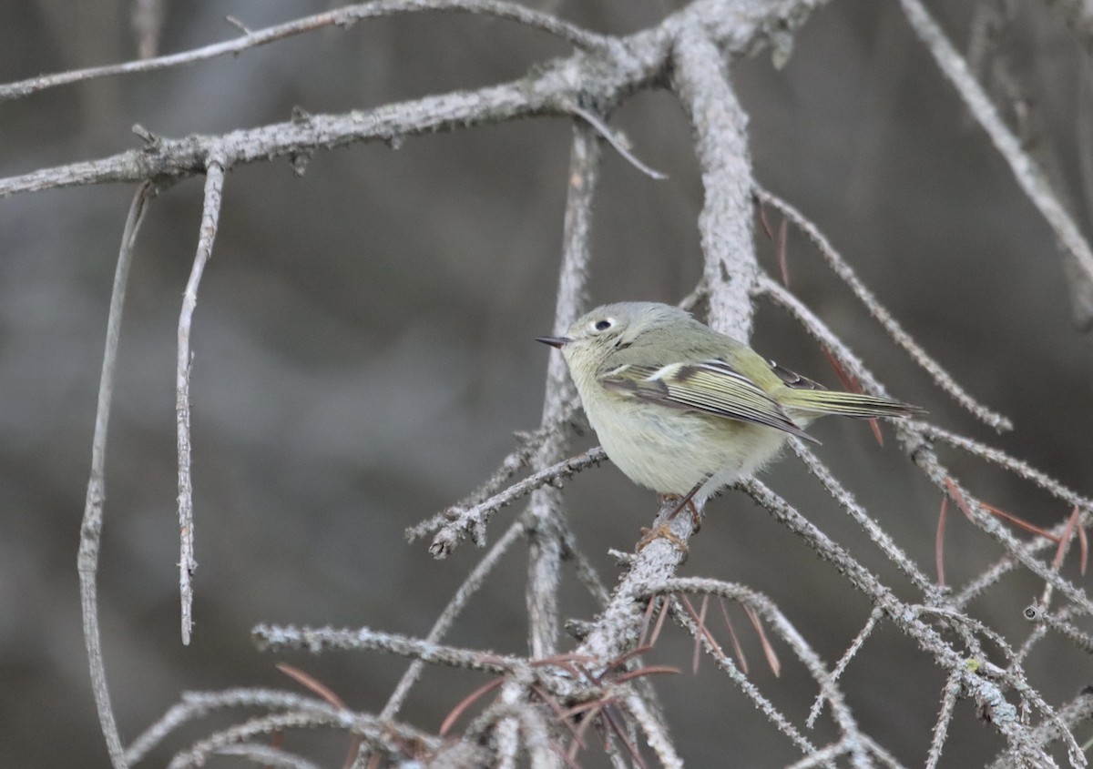 Ruby-crowned Kinglet - ML436551161