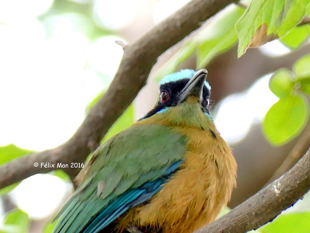 Whooping Motmot - ML43655131