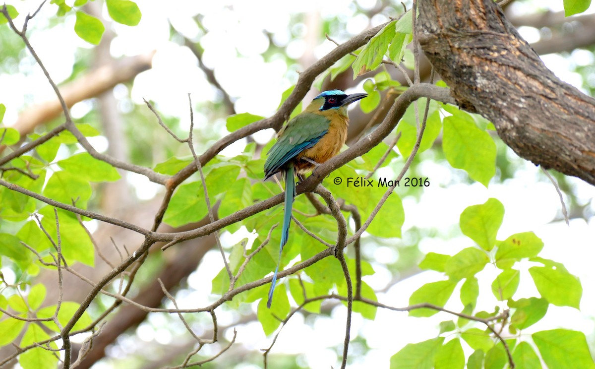 Motmot caraïbe - ML43655161