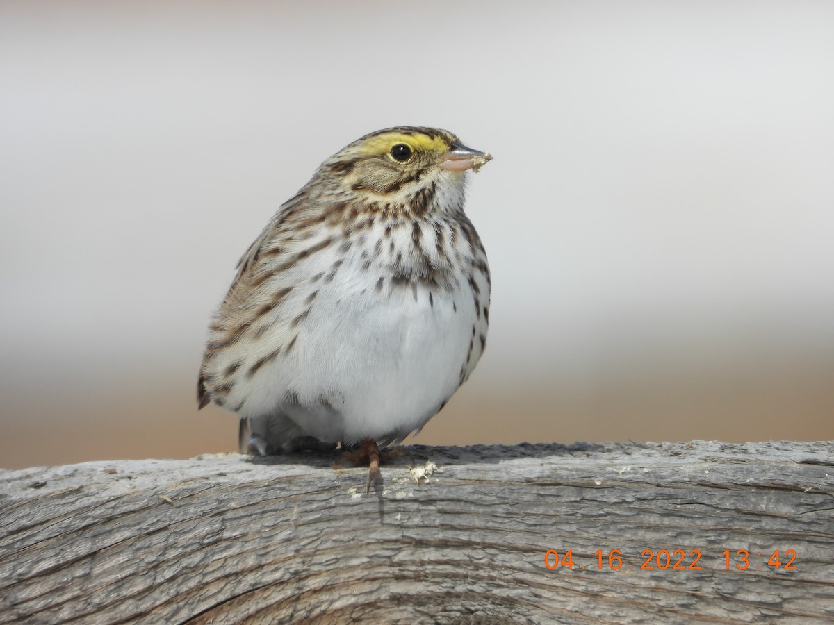 Savannah Sparrow - ML436551881