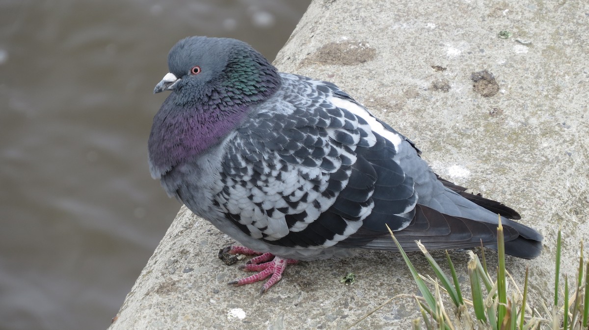 Rock Pigeon (Feral Pigeon) - ML436552871