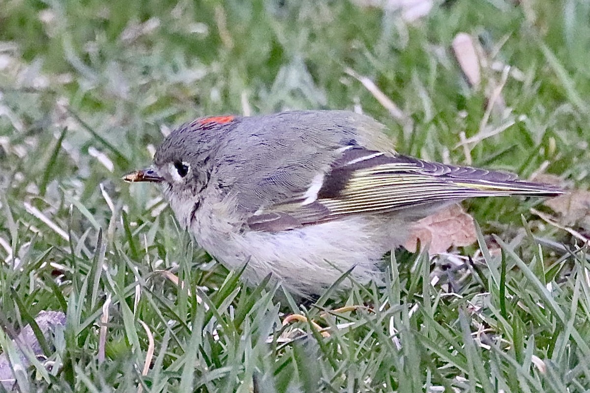 Ruby-crowned Kinglet - ML436554371