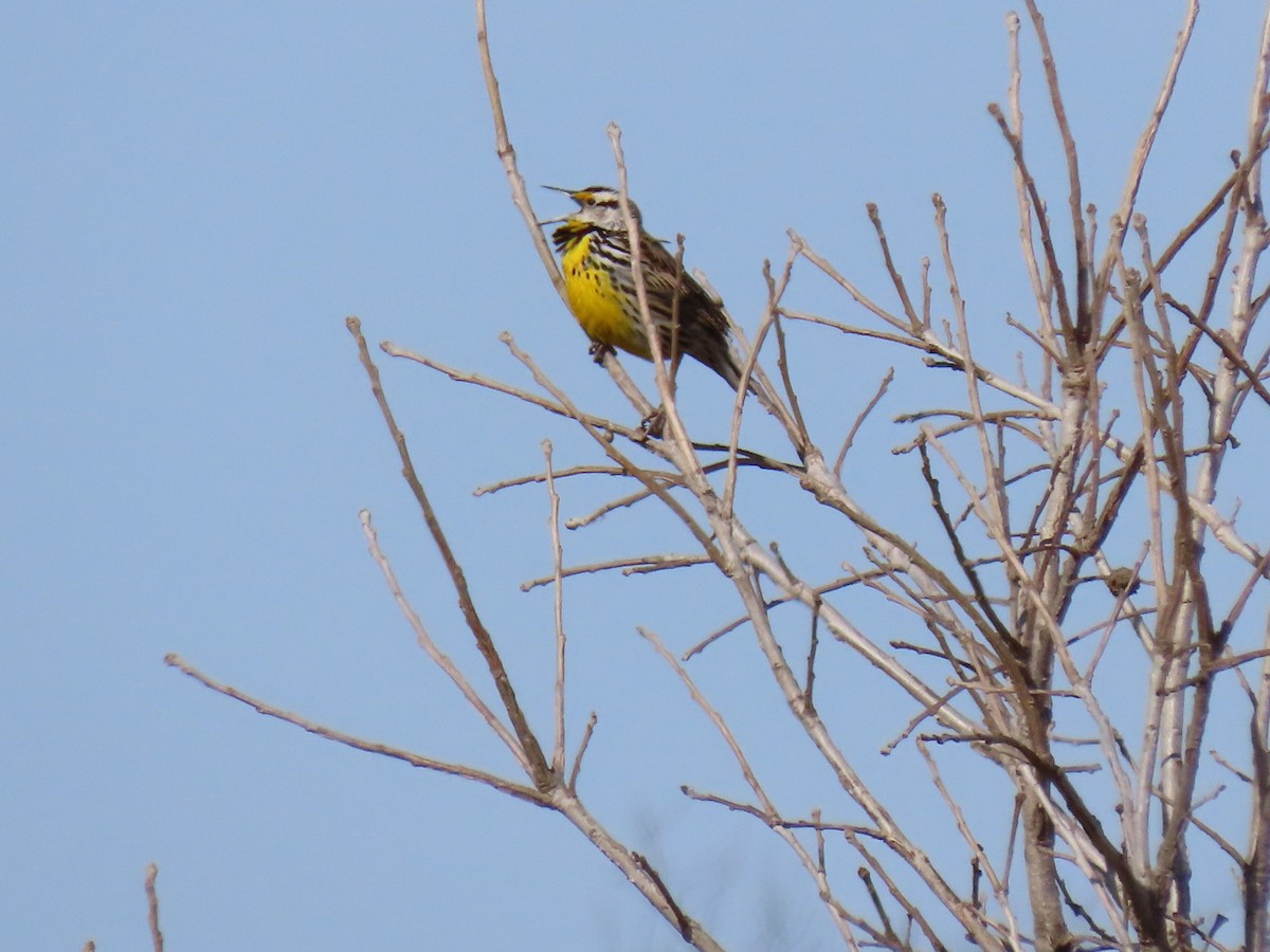 Eastern Meadowlark - Penny M