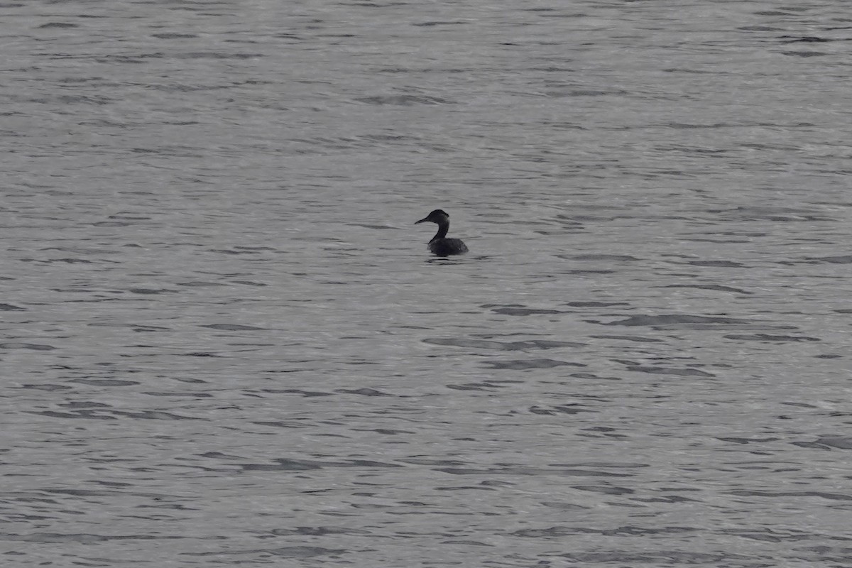 Red-necked Grebe - ML436554981