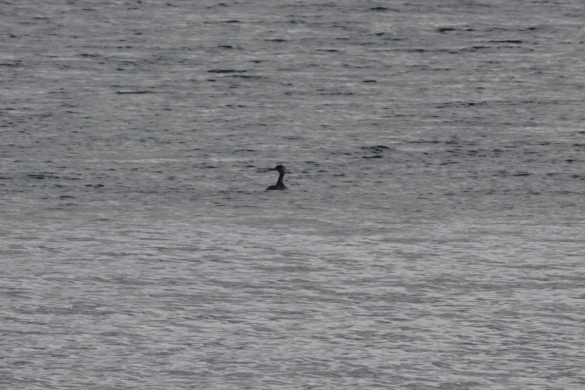Red-necked Grebe - ML436555001