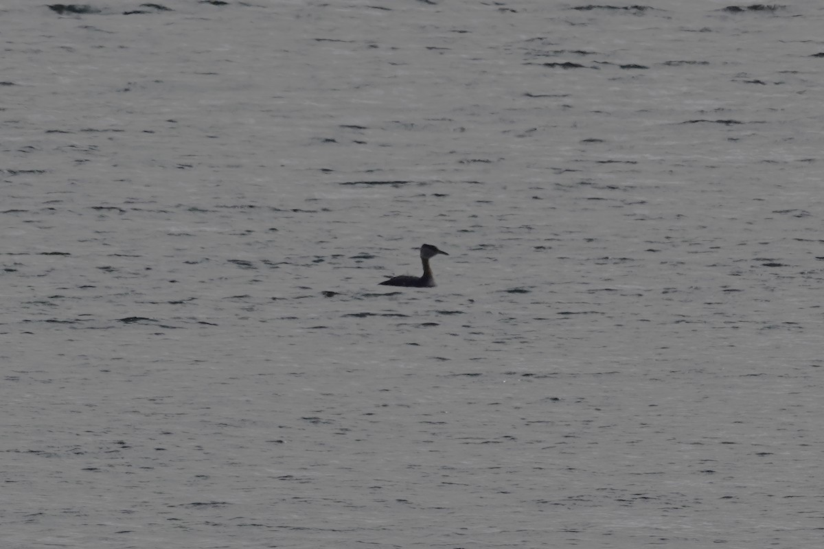 Red-necked Grebe - ML436555021