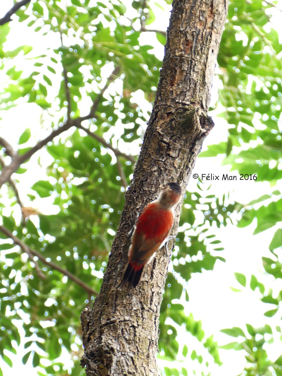 Carpintero Escarlata - ML43655521