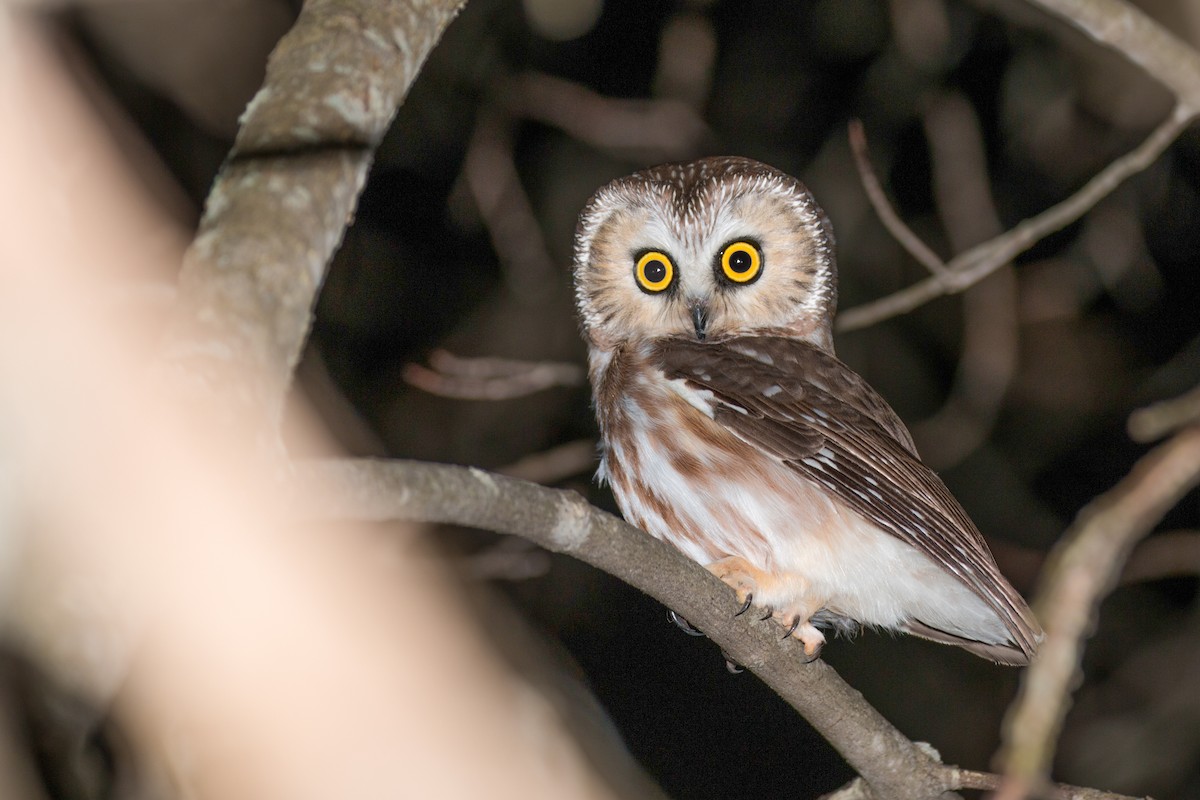 Northern Saw-whet Owl - Gaetan Dupont