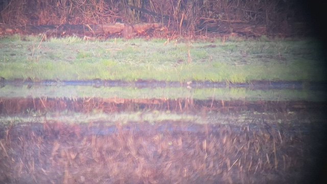 Spotted Sandpiper - ML436557051