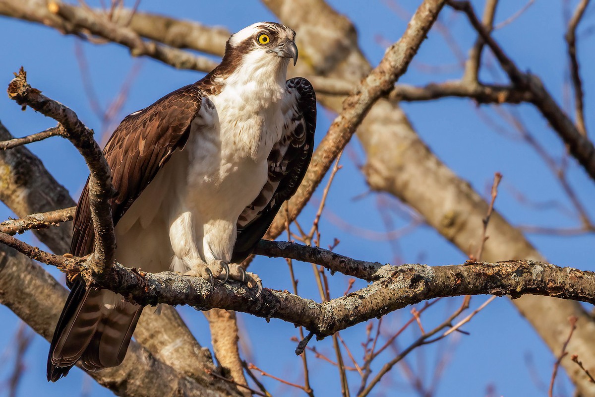 Osprey - ML436559641