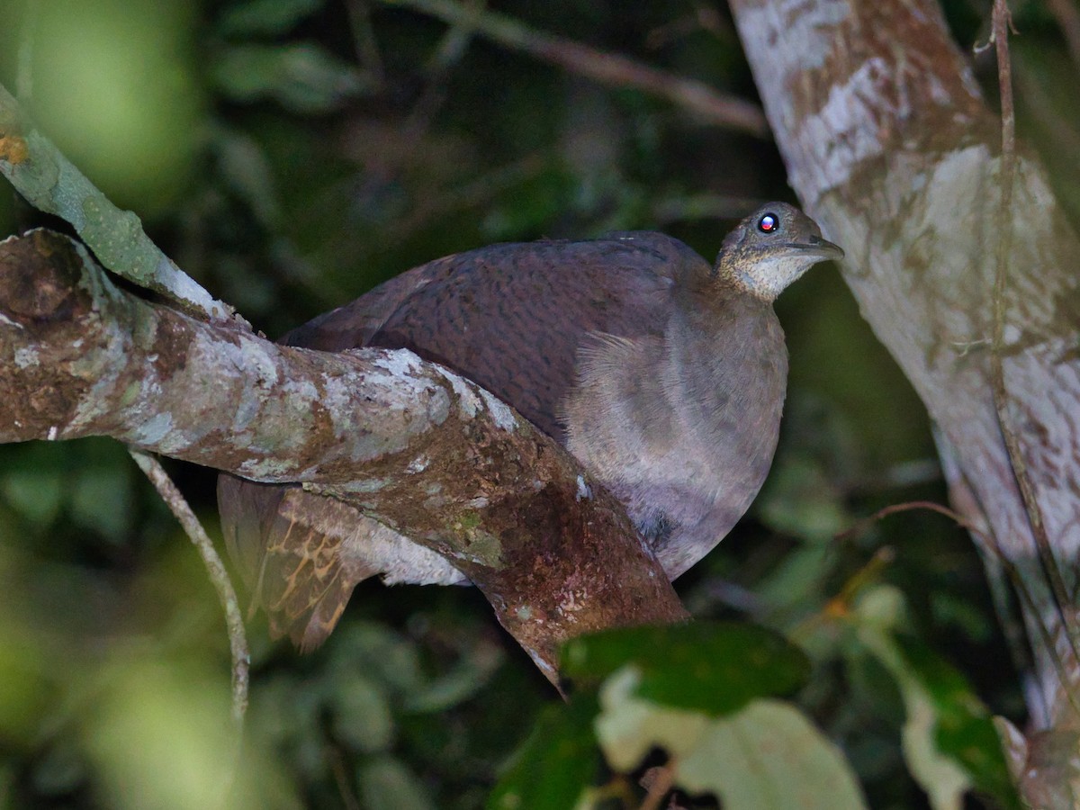 Solitary Tinamou - ML436561541