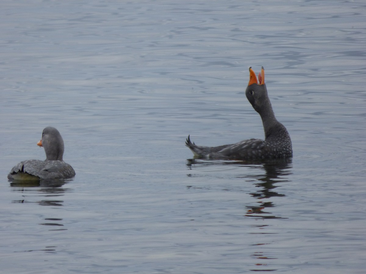 steamer-duck sp. - ML436561731