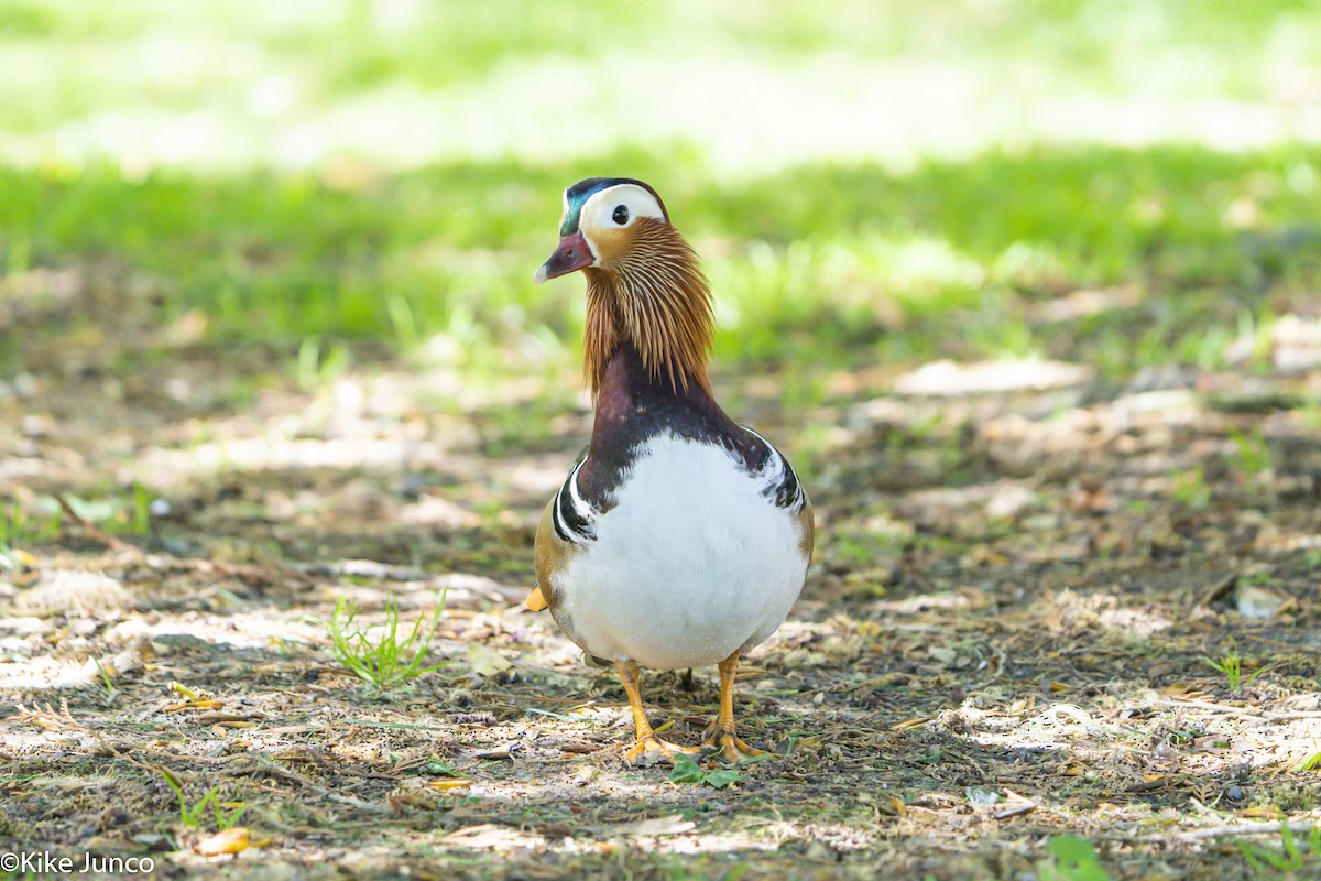 Mandarin Duck - ML436563681