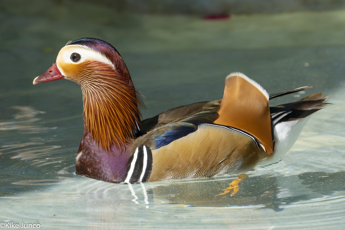 Mandarin Duck - ML436563701