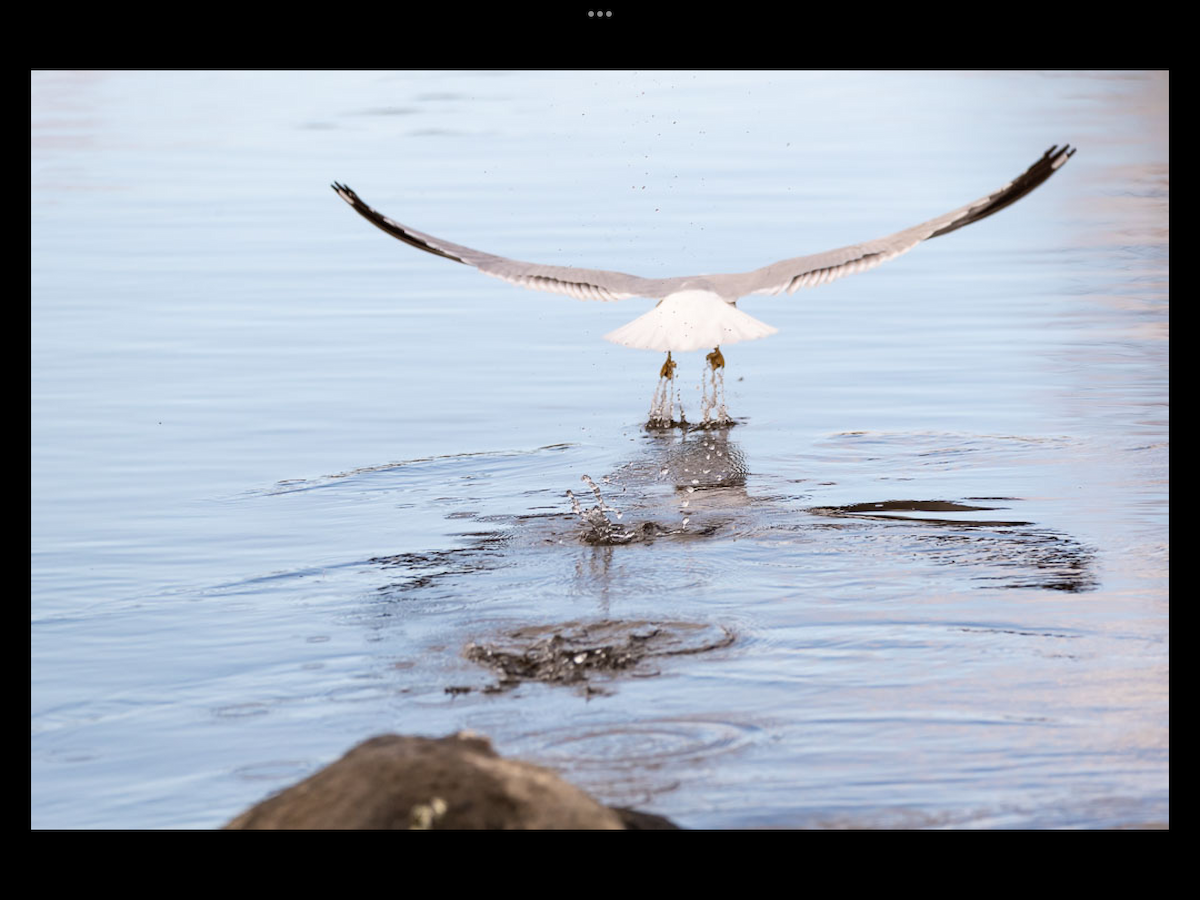 Ring-billed Gull - ML436564291