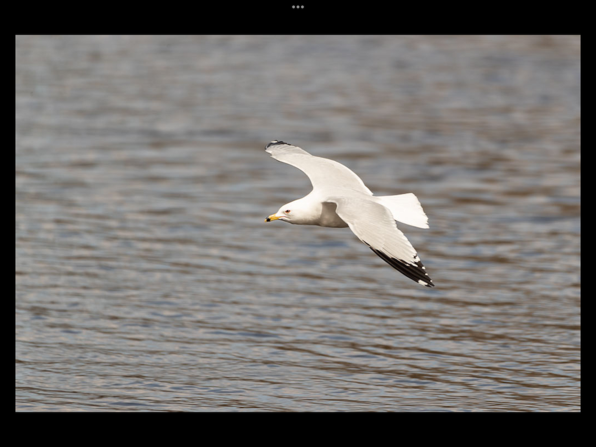 Ring-billed Gull - ML436564301