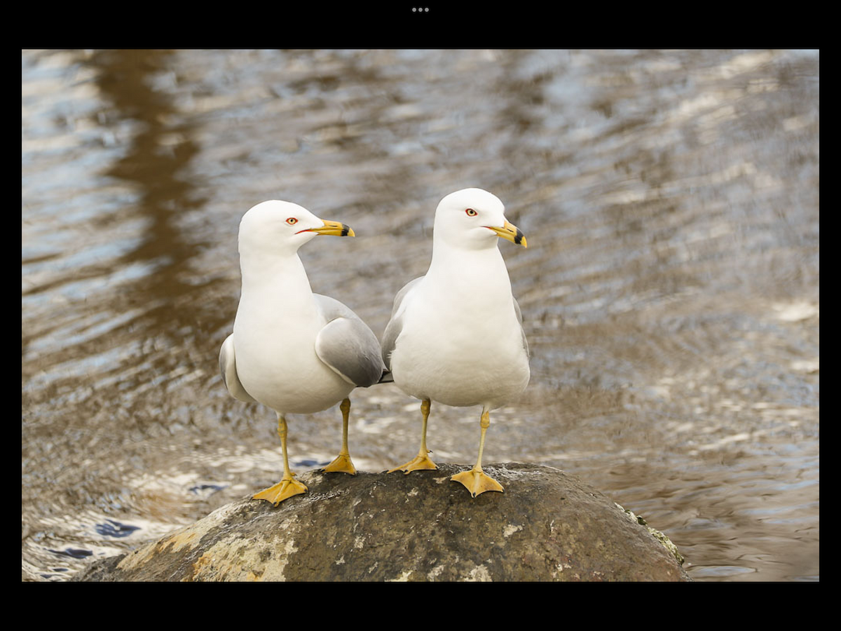 Ring-billed Gull - ML436564371