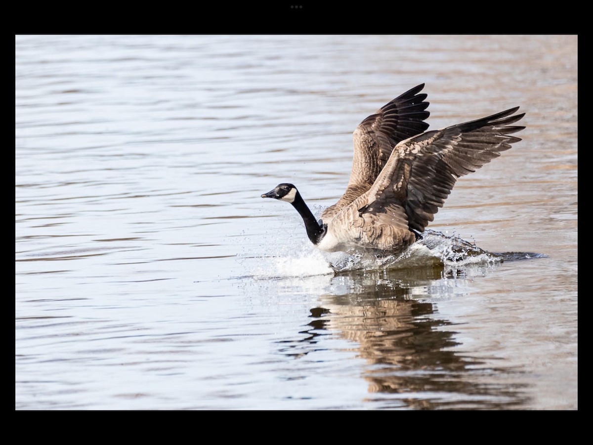 Canada Goose - ML436565341