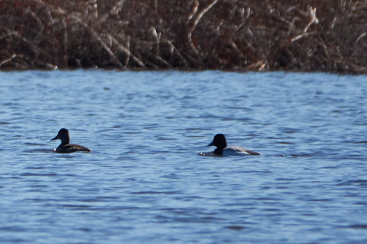 Greater Scaup - ML436566011