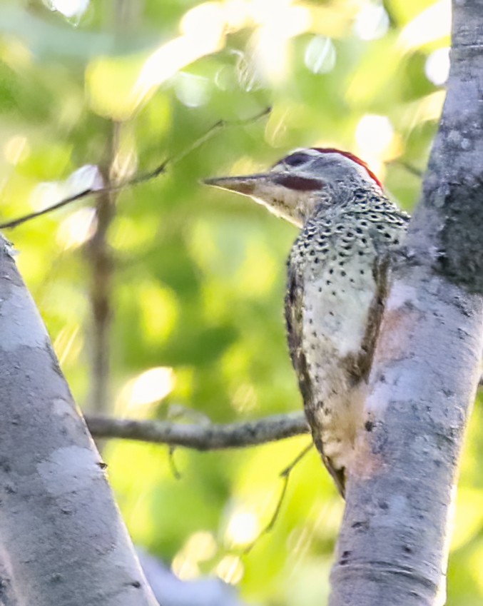 Reichenow's Woodpecker - Joelle Buffa Clyde Morris