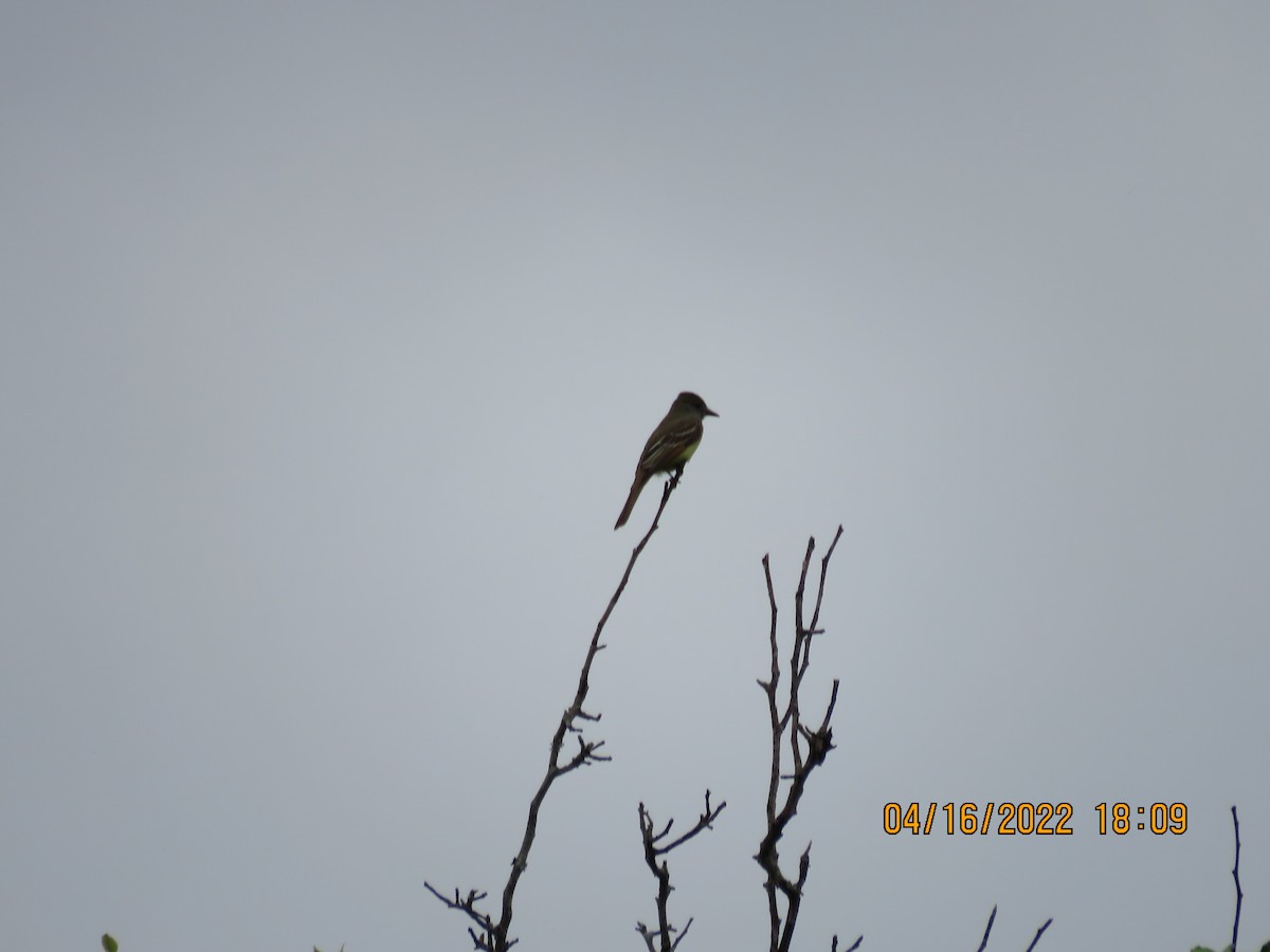 Great Crested Flycatcher - ML436569691