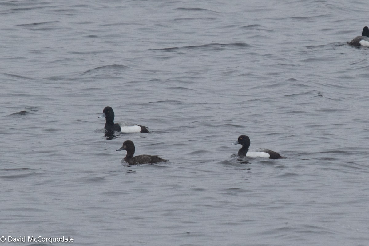 Greater Scaup - ML436569851