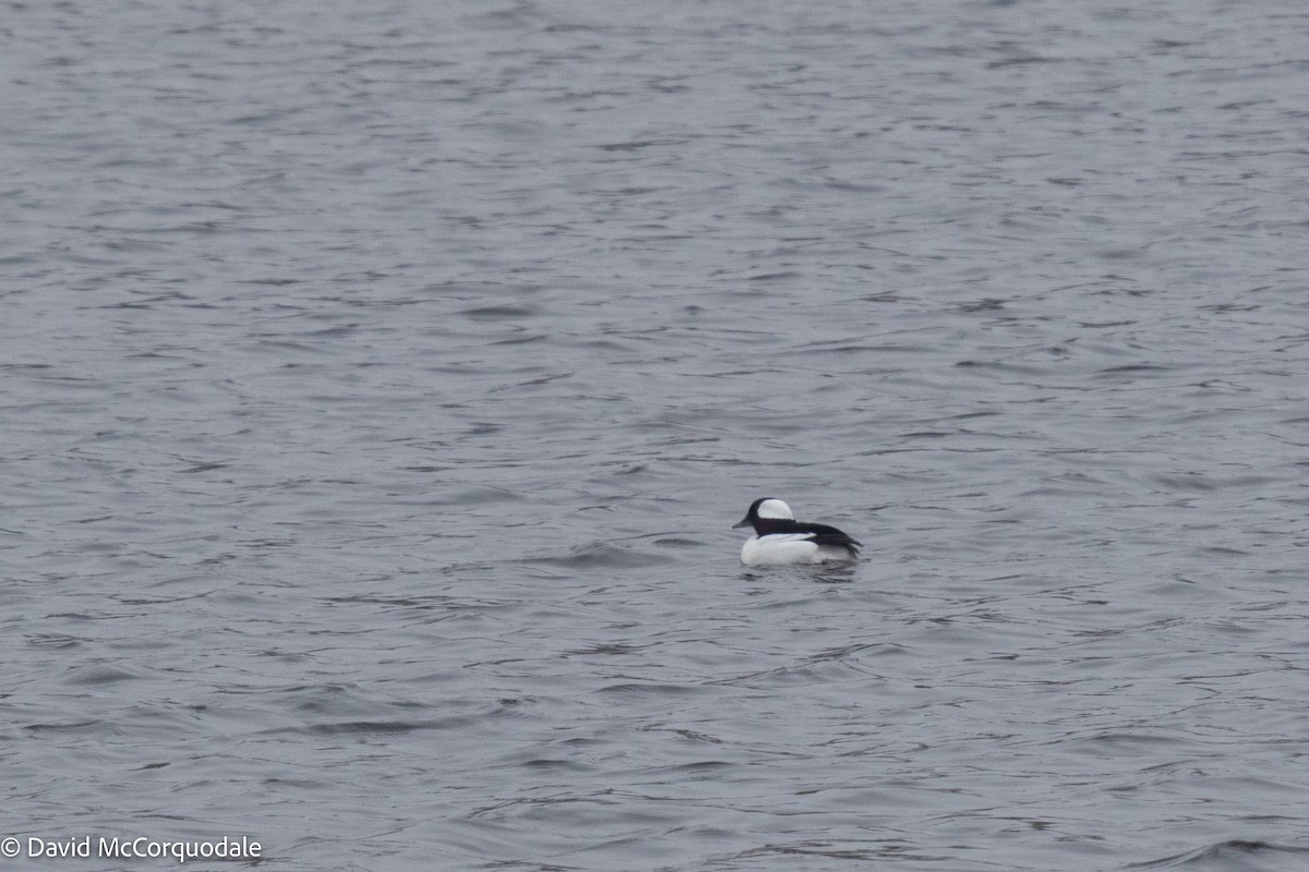 Bufflehead - ML436569981