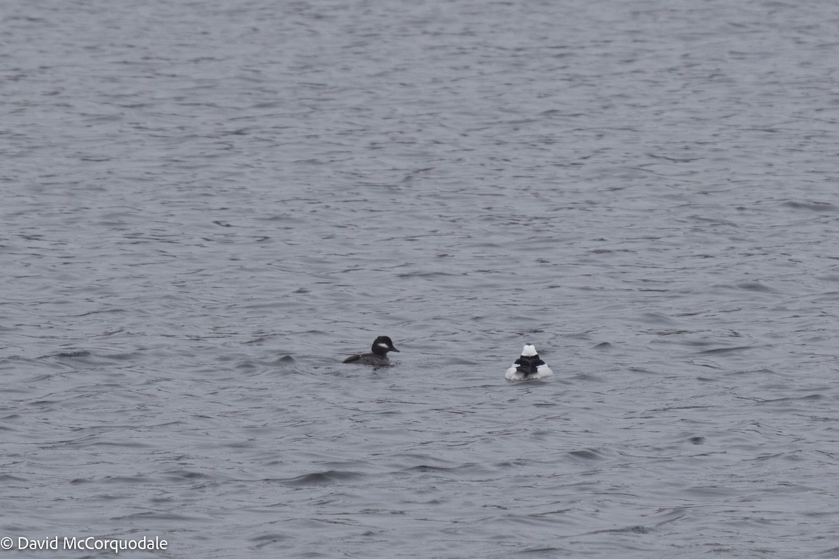 Bufflehead - ML436569991