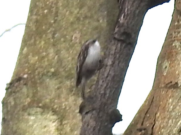 Eurasian Treecreeper - ML436570851