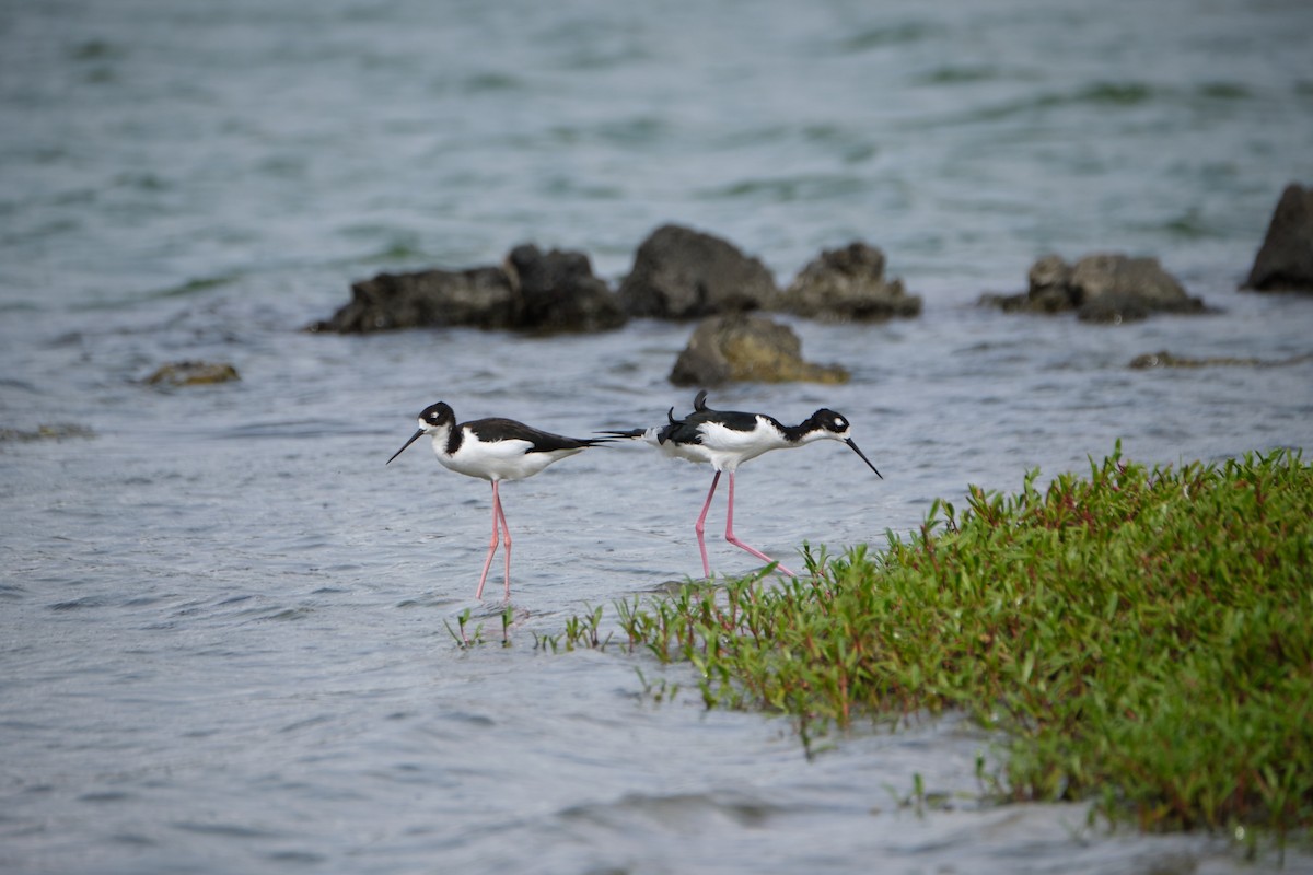 Black-necked Stilt (Hawaiian) - ML436573141