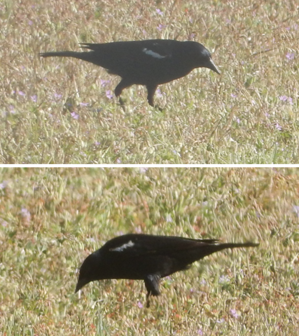 Tricolored Blackbird - ML436573541