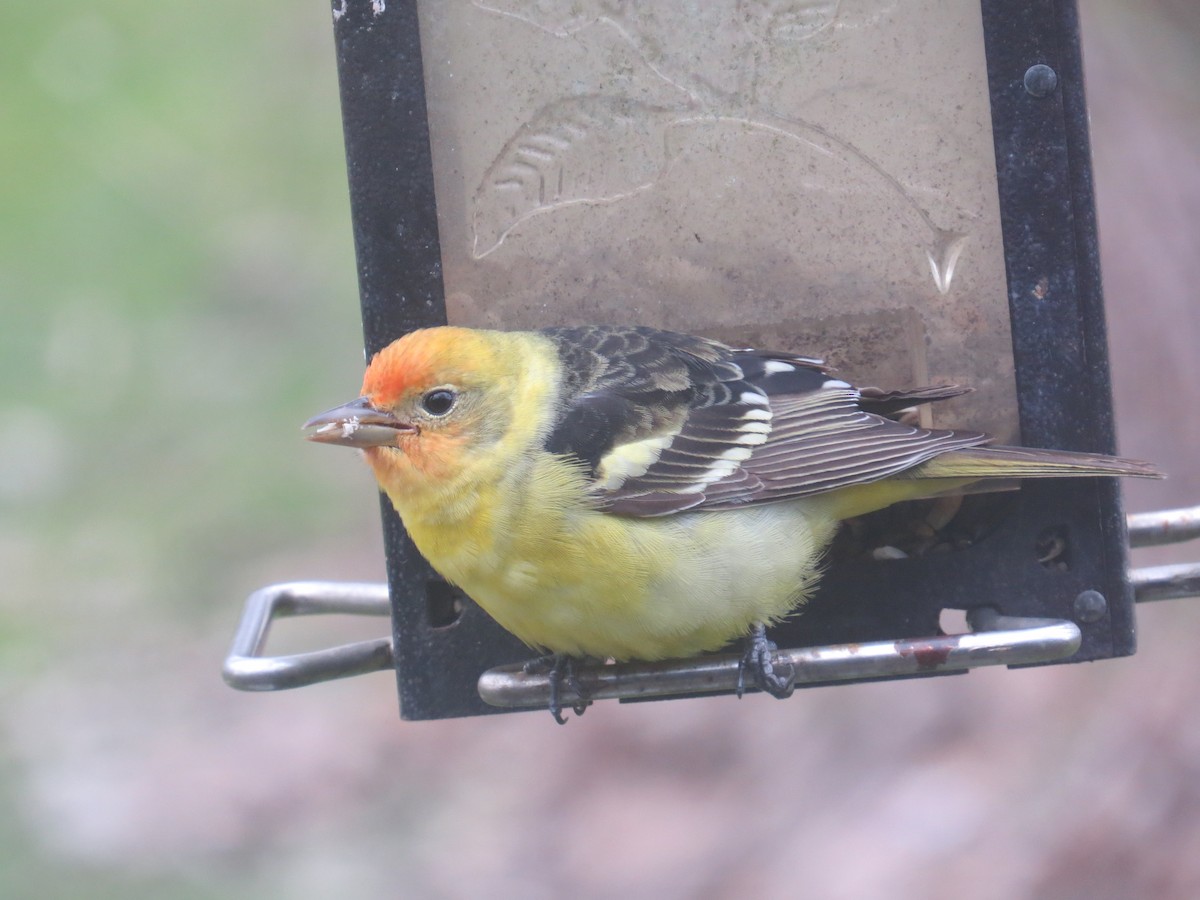 Western Tanager - ML436573591